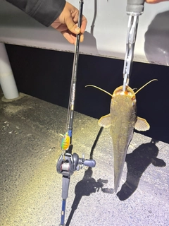 ナマズの釣果