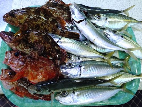 アジの釣果