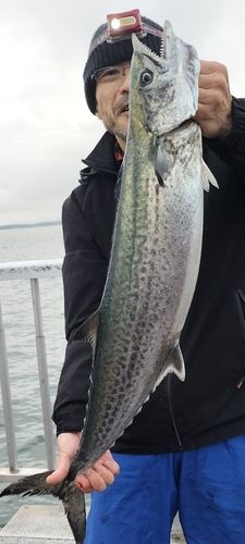 サワラの釣果