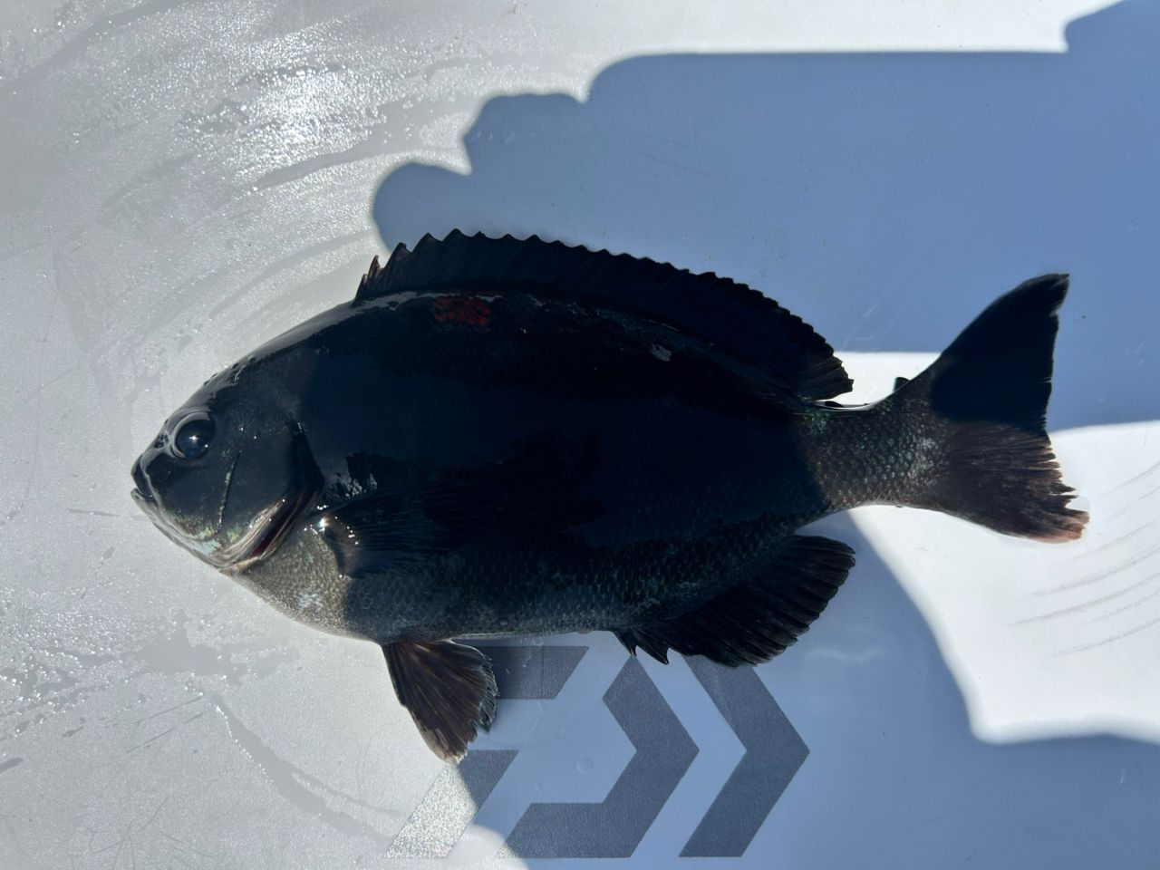 DAIWA 18トーナメント ISO AGS リアフォース 1.25-53の最安値