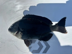 メジナの釣果