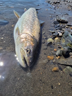 アメマスの釣果