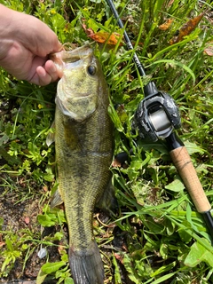 ラージマウスバスの釣果