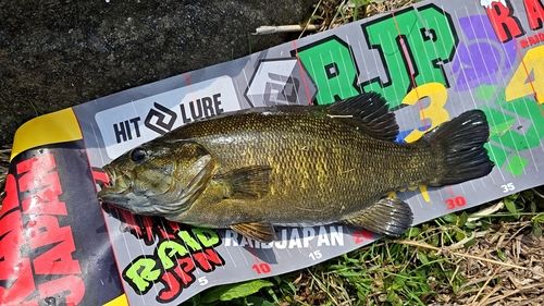スモールマウスバスの釣果