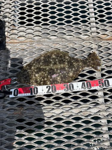ヒラメの釣果