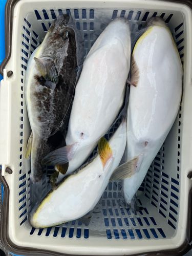 マフグの釣果