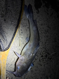 アメリカナマズの釣果