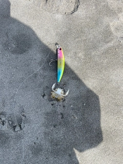 カニの釣果