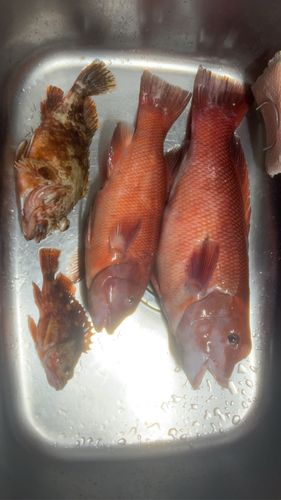 コブダイの釣果