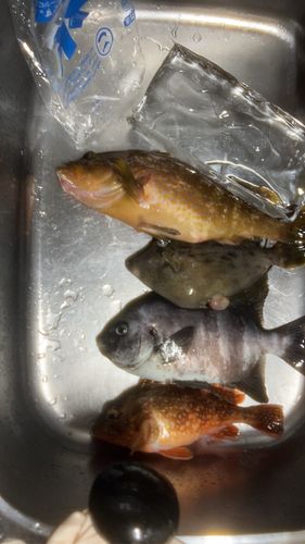 アコウの釣果
