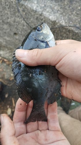 メジナの釣果