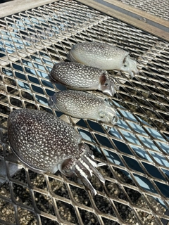 シリヤケイカの釣果