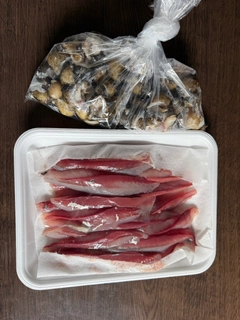ワカシの釣果