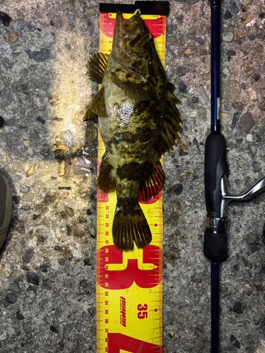 タケノコメバルの釣果