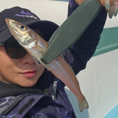 シロギスの釣果