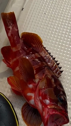 アカハタの釣果
