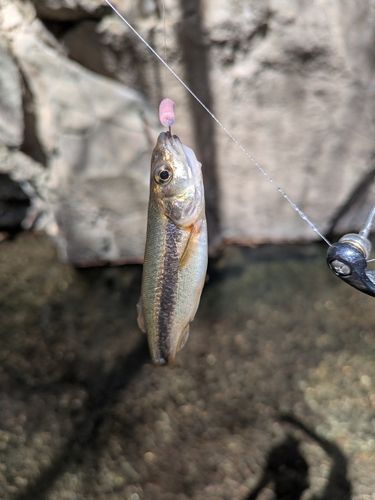 アブラハヤの釣果