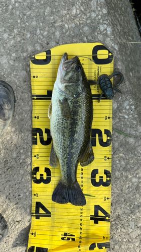 ラージマウスバスの釣果