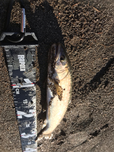 アメマスの釣果