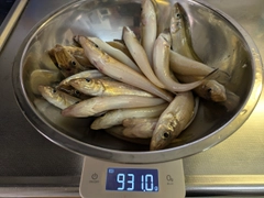 キスの釣果