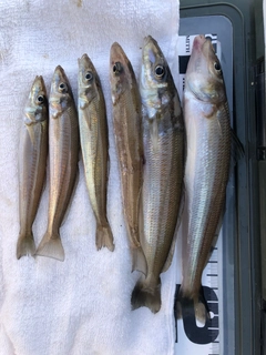 シロギスの釣果