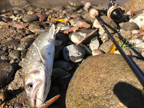 アメマスの釣果