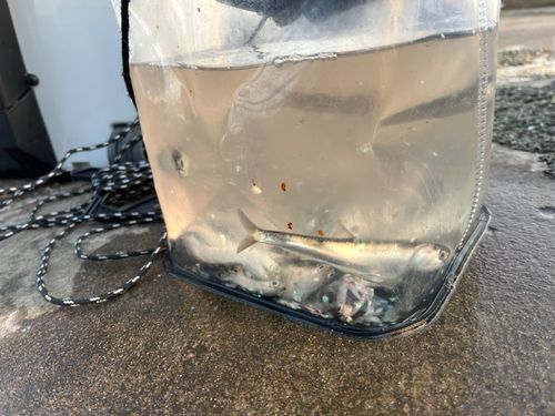 カタクチイワシの釣果