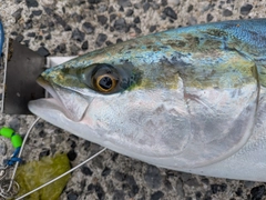 ハマチの釣果