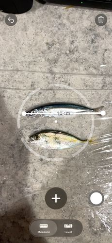 マサバの釣果