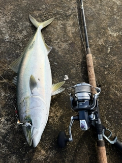 ワラサの釣果