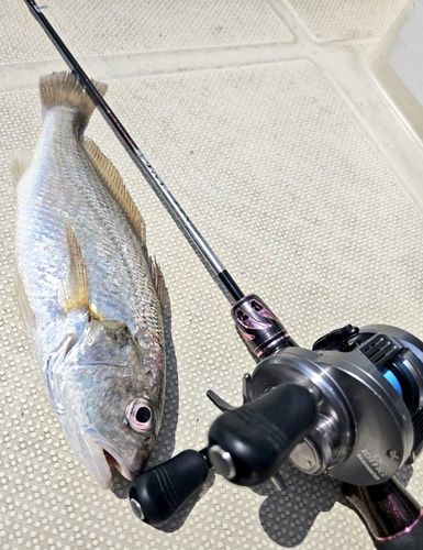 シログチの釣果