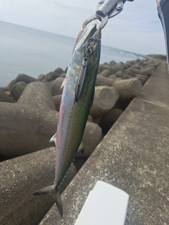 サゴシの釣果
