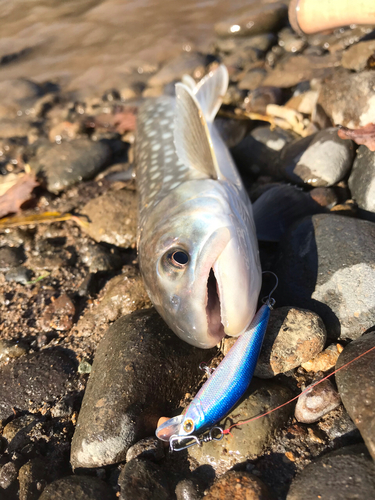 アメマスの釣果