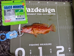 アカハタの釣果