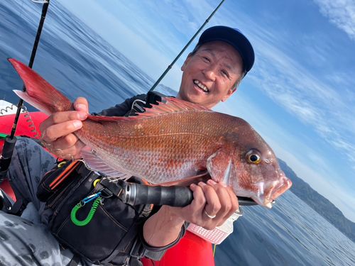 マダイの釣果