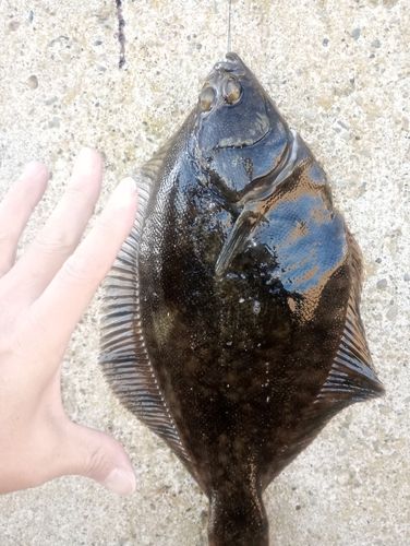 カレイの釣果