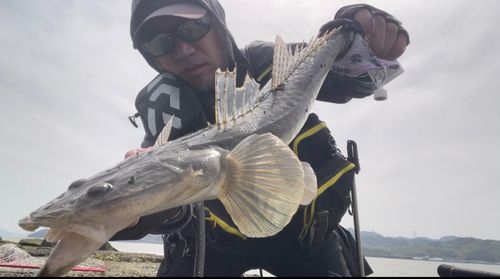 マゴチの釣果