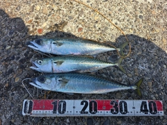 サバの釣果