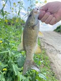 スモールマウスバスの釣果