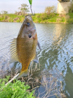 ブルーギルの釣果