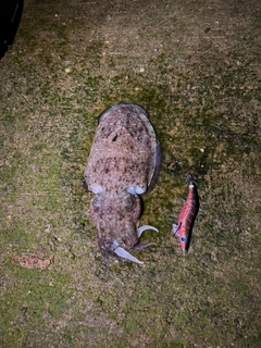 モンゴウイカの釣果