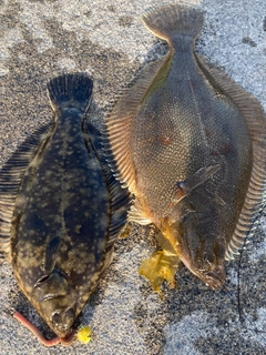クロガシラガレイの釣果