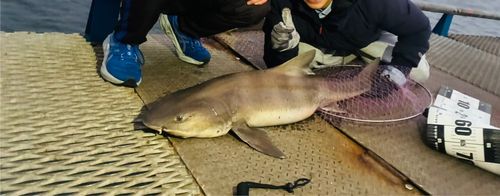 ドチザメの釣果