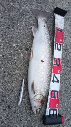 アメマスの釣果