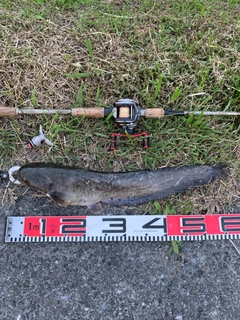 ナマズの釣果