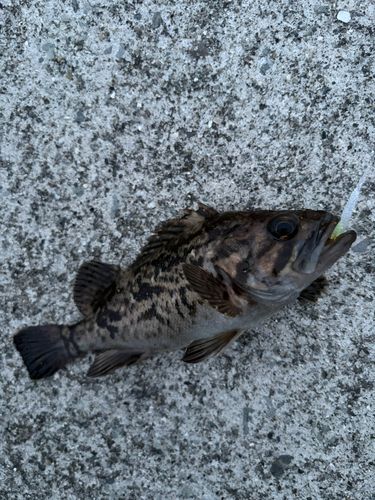 クロソイの釣果