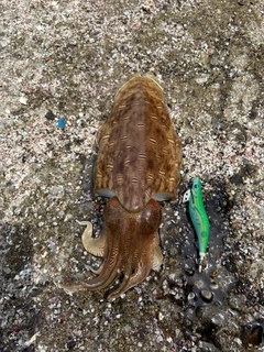 モンゴウイカの釣果