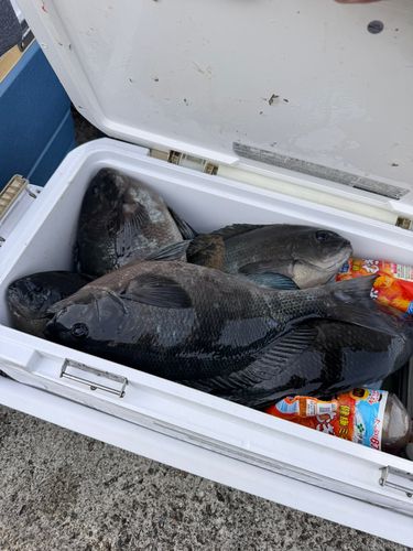 グレの釣果