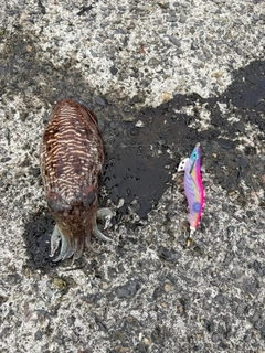 スミイカの釣果