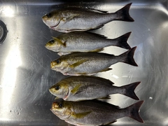 イサキの釣果